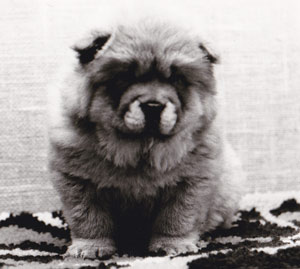 Anhwei Nouschka